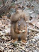 An68 Red Squirrel